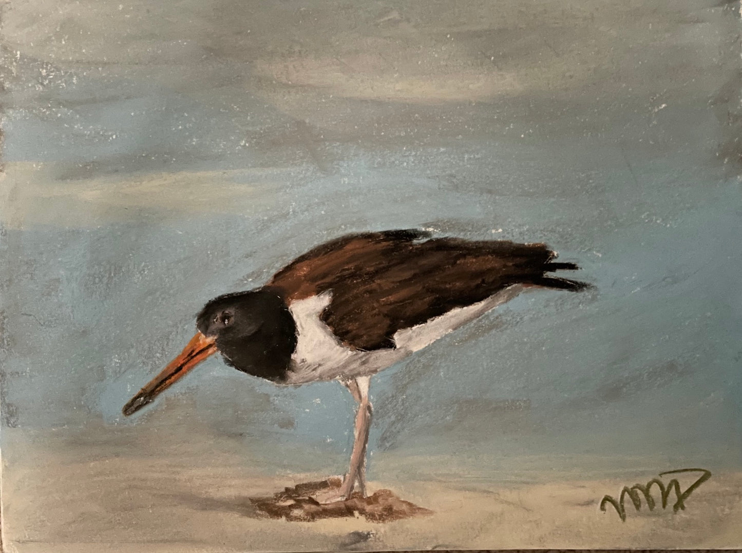 Shorewalker Oystercatcher