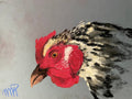 Debbie the Chicken - Print
