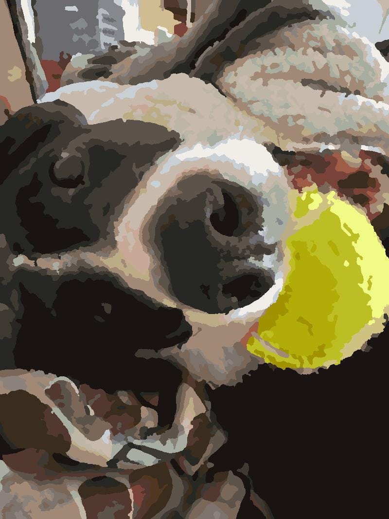 Puppy Paint by Number Kit: Beginner Acrylic Art (8x10)